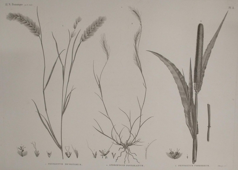 H.N. Botanique: P8: 1. Pennisetum Dichotomum, 2. Andropogon Foveolatum, 3. Pennisetum Typhoideum by Selier,  M. Delile