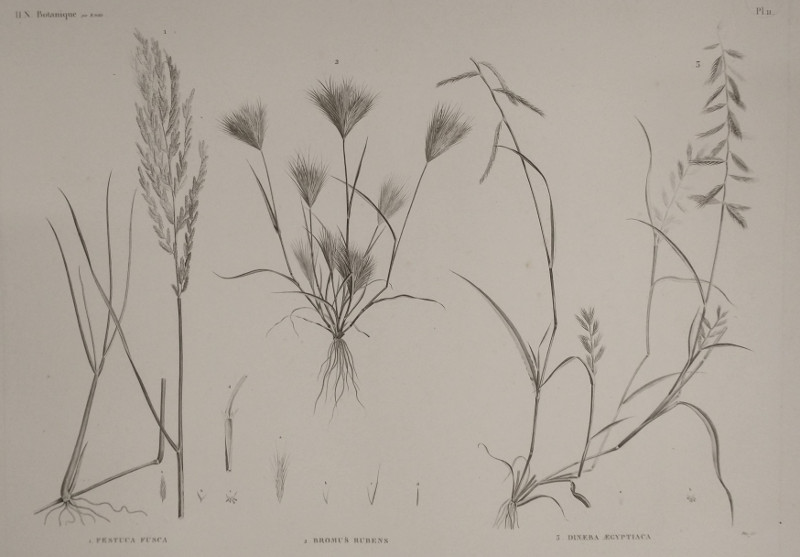 H.N. Botanique: P11: 1. Festuca Fusca, 2. Bromus Rubens, 3. Dineba Aegyptiaca. by Plee,  M. Delile