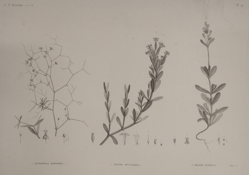 H.N. Botanique: P29 1. Gypsophila Rokejeka, 2. Silene Succulenta, 3. Silene Rubella by Plee,  M. Delile