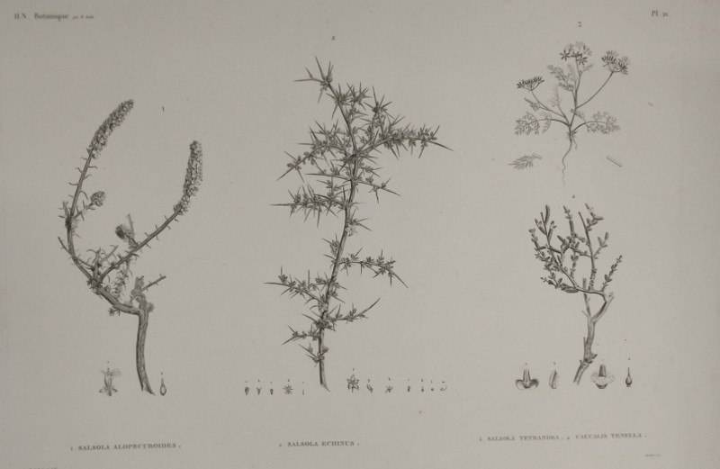 H.N. Botanique: 1. Salsola  Alopecuroides, 2. Salsola Echinus, 3. Salsola Tetrandra. 4. Caucalis Ten by H.J. Redouté,  M. Delile