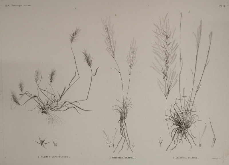 H.N. Botanique:13: 1. Flymus Geniculatus, 2. Aristida Obtusa, 3. Aristida Ciliata by Guyard,  M. Delile