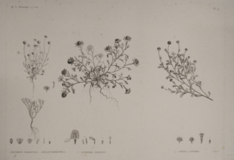 H.N. Botanique: P47: 1. Balsamita Tridentata, 2. Filagp Mareotica, 3. Anthemis Indurata... by Maret,  M. Delile