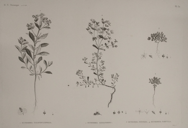 H.N. Botanique: P30: 1. Euphorbia Calendulaefolia, 2. Euphobia Alexandrina, 3. Euphorbia Punctata... by Goulet,  M. Delile