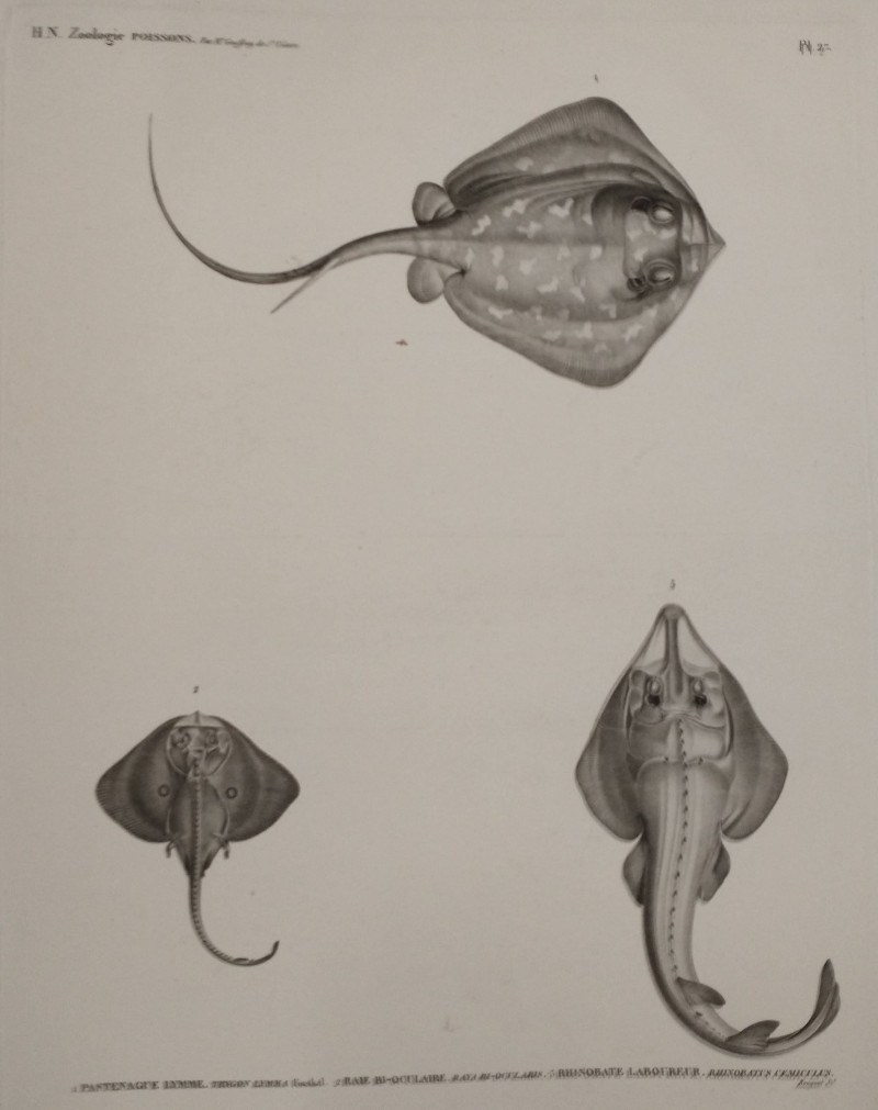 H.N. Zoologie Poissons by Bouquet,  Sir Geoffret de st Hilaire