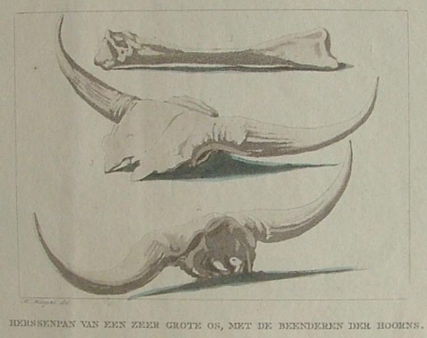 print Herssenpan van een zeer grote os, met de beenderen der hoorne by H. Hoogers