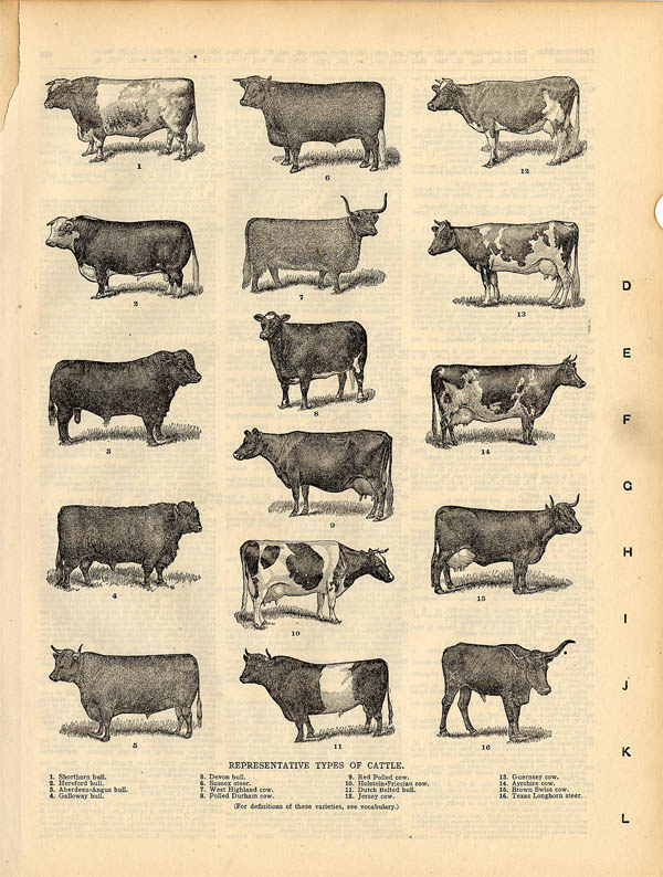 print Representatives Types of Cattle by Funk&Wagnalls Company