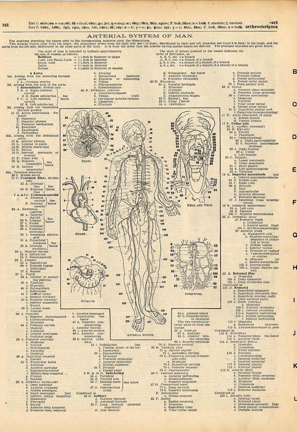 print Arterial System of Man by Funk&Wagnalls Company