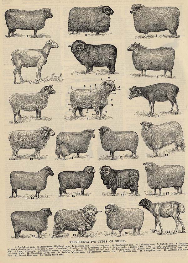 print Representative Types of Sheep by Funk&Wagnalls Company