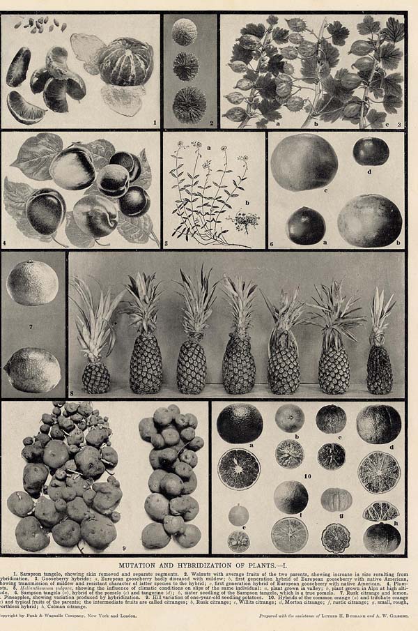 print Mutation and Hybridization of Plants by Funk&Wagnalls Company