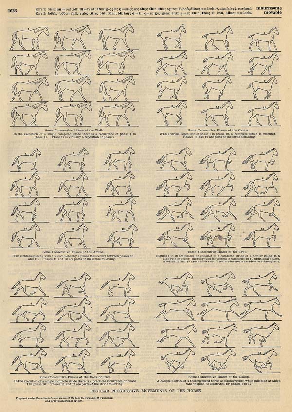 print Regular Progressive Movements of the Horse by Funk&Wagnalls Company