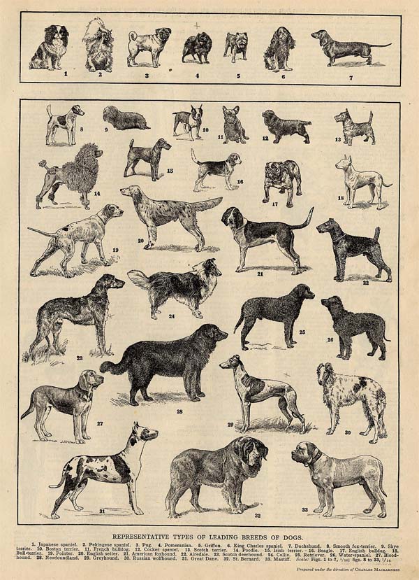 print Representative Types of Leading Breeds of Dogs by Funk&Wagnalls Company