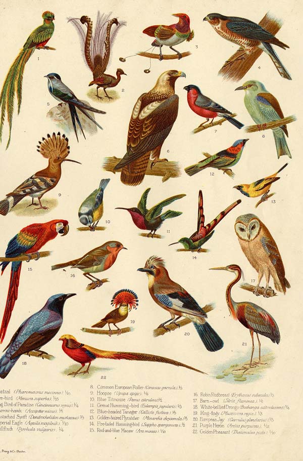 print Types of Birds by Funk&Wagnalls Company