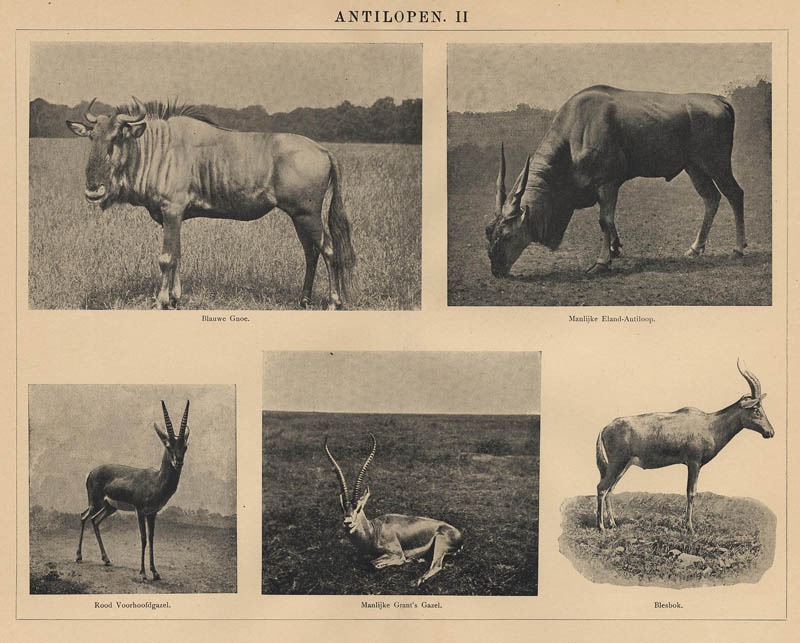 Antilopen II (2) by Winkler Prins