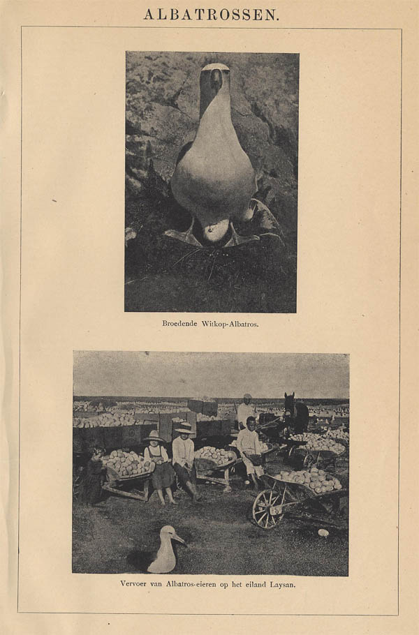 print Albatrossen by Winkler Prins