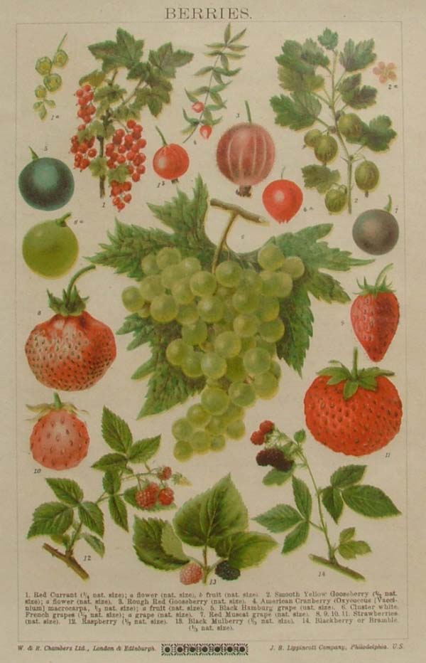 print Berries by Chambers and Lippincott