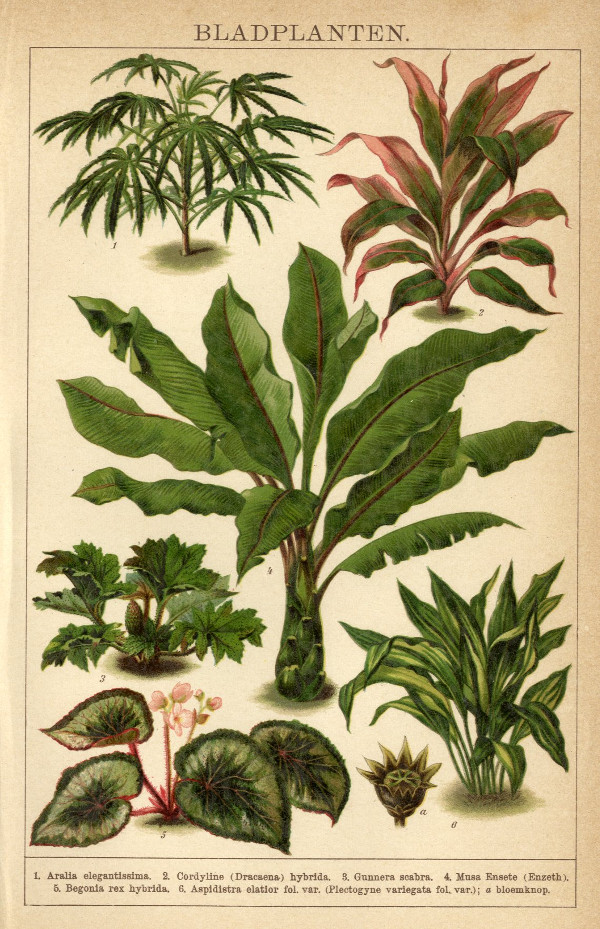 print Bladplanten by Winkler Prins
