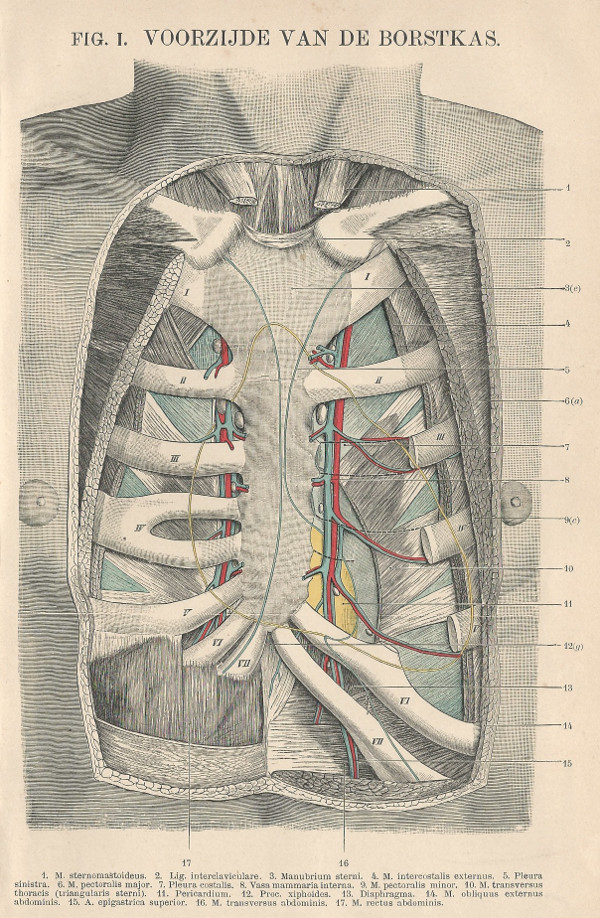 print Fig. 1. Voorzijde van de borstkas by Winkler Prins
