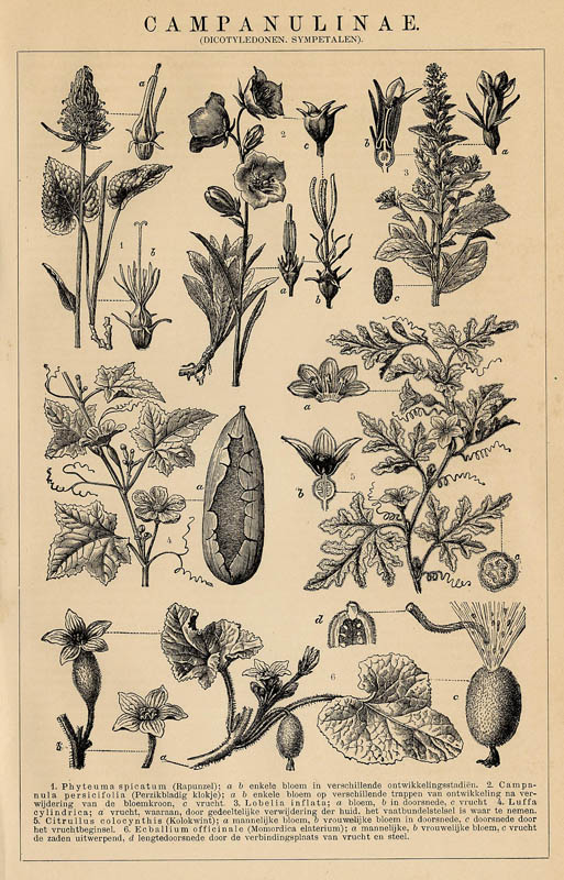 print Campanulinae (Dicotyledonen, Sympetalen) by Winkler Prins