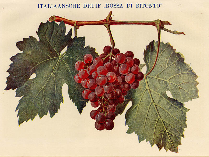 Italiaansche Druif Rossa Di Bitonto by Winkler Prins