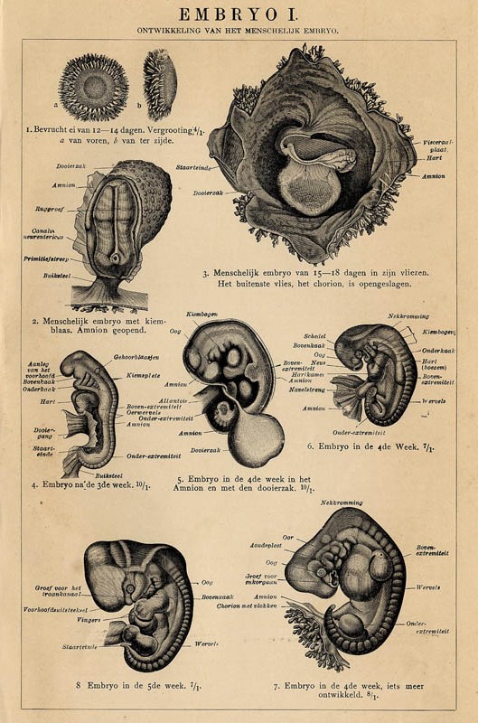 print Embryo I by Winkler Prins