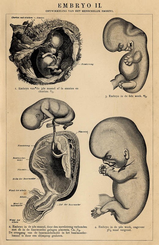 print Embryo II by Winkler Prins