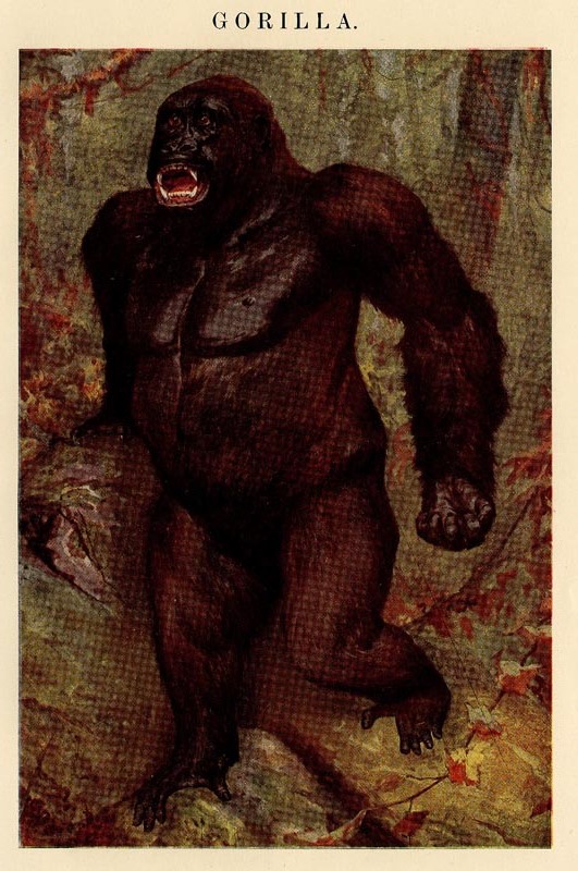print Gorilla by Winkler Prins