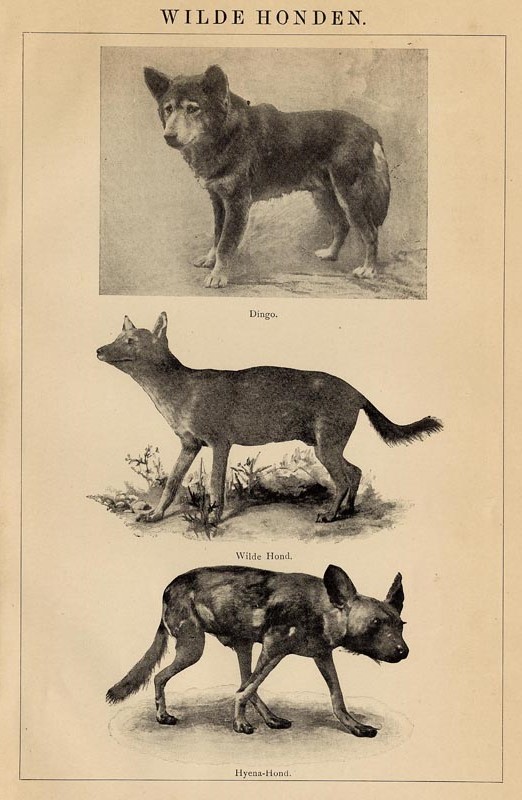print Wilde Honden by Winkler Prins