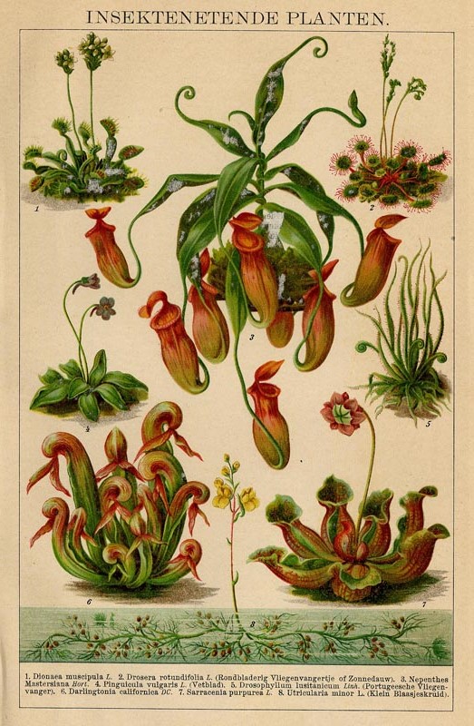print Insektenetende planten by Winkler Prins