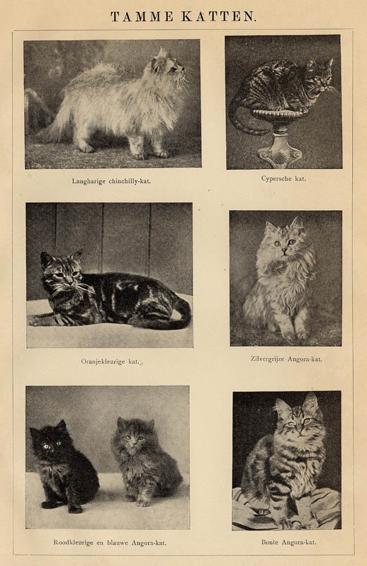 print Tamme katten by Winkler Prins