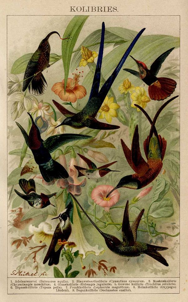print Kolibries by G. Mützel