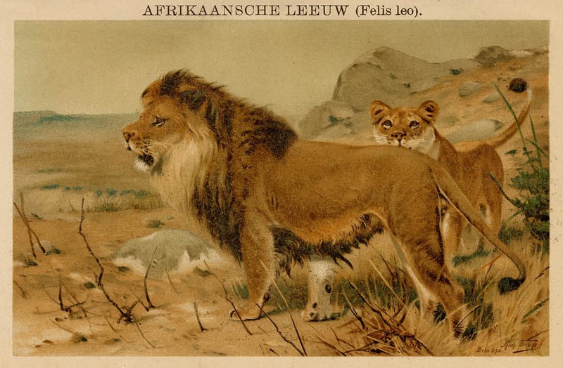 Afrikaansche Leeuw (Felis leo) by Richard Friels, Winkler Prins