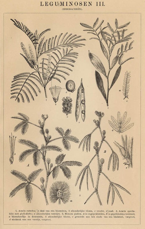 print Leguminosen III (Mimosaceeën) by Winkler Prins