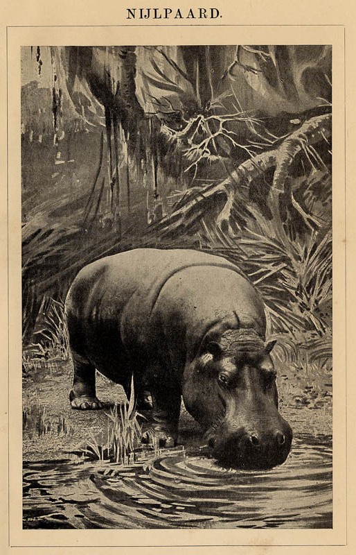 print Nijlpaard by Winkler Prins