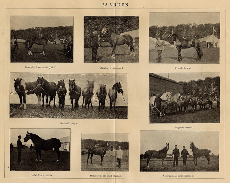 Paarden by Winkler Prins