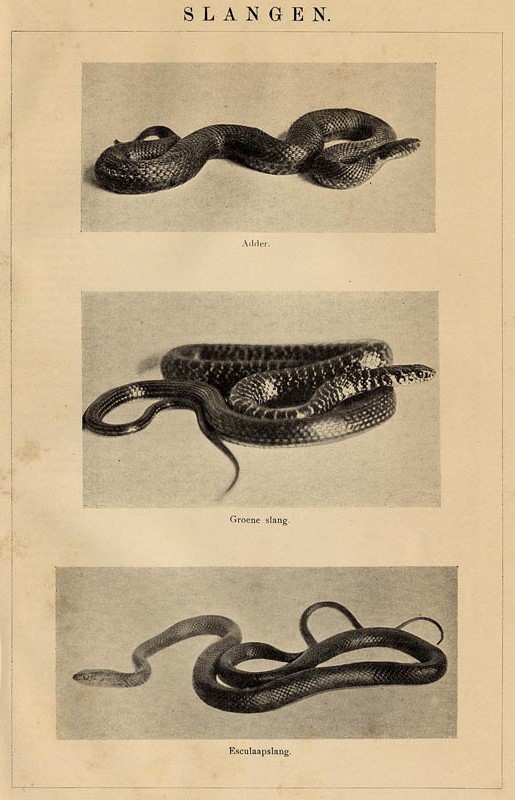 print Slangen by Winkler Prins