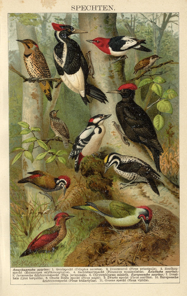 print Spechten (Woodpeckers) by G. Mützel