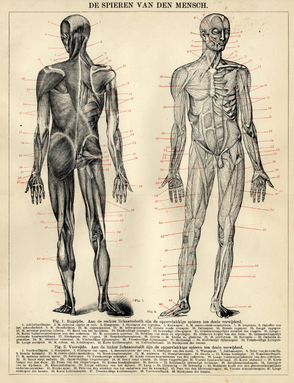 print De Spieren van den Mensch (Human Muscles) by Winkler Prins