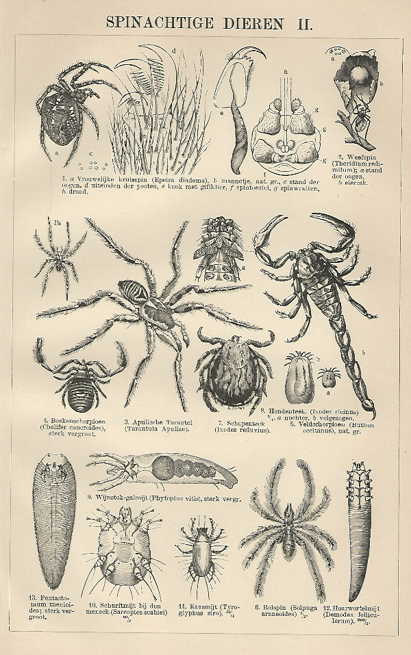 print Spinachtige dieren II by Winkler Prins