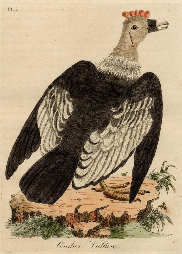 print Condur Vulture by nn
