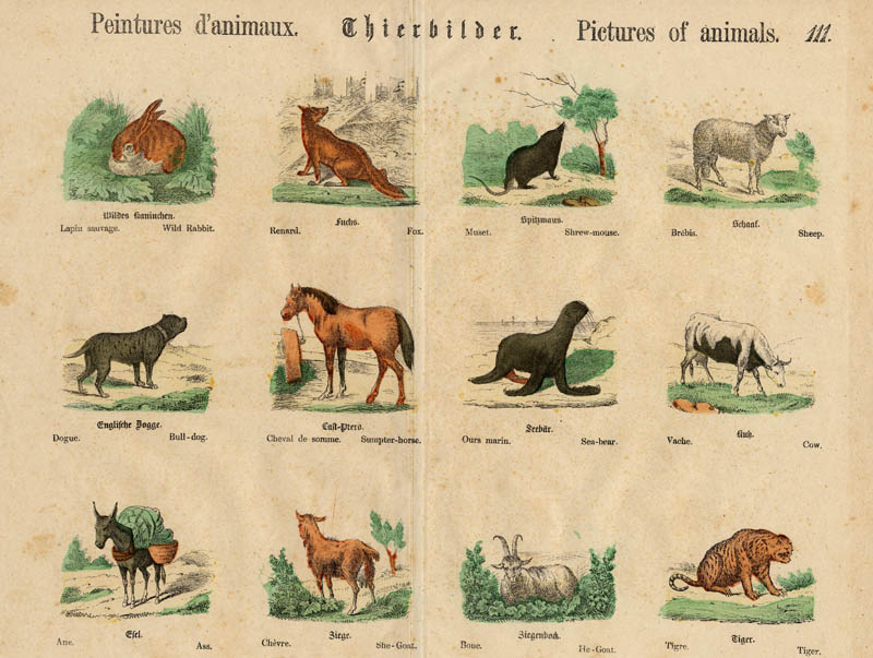 Peintures d´animaux, Thierbilder, Pictures of animals by nn