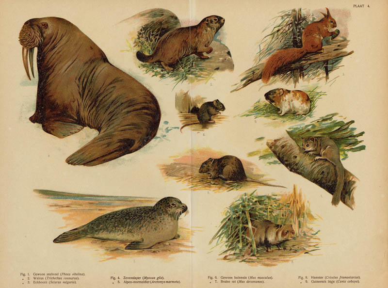 Diverse diersoorten by nn