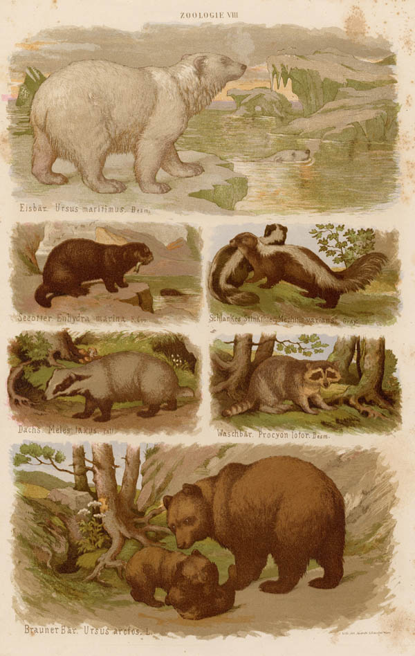 print Diverse diersoorten met onderschrift by S. Czeiger