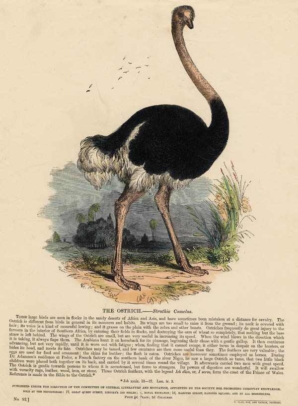 print The Ostrich - Struthio camelus by nn
