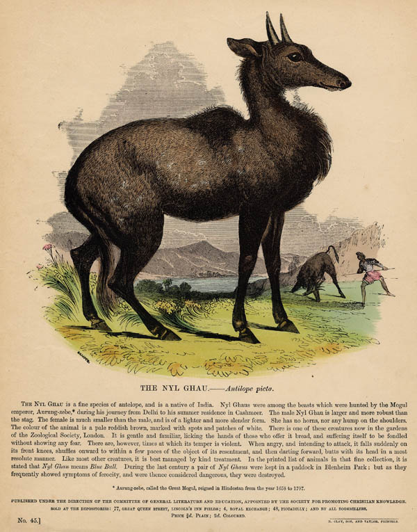 print The Nyl Ghau - Antilope picta by nn
