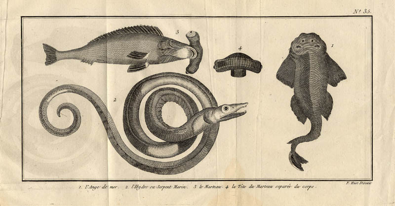 l´Ange de mer, l´Hydre ou serpent marin, le marteau, la tte du marteau separée d by F. Huot