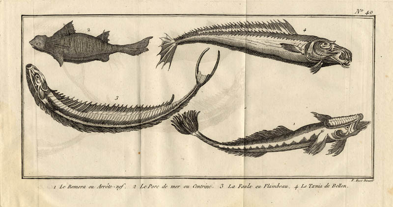 Le Remore ou arrete-nef, le porc de mer ou centrine, la faulx ou flambeau, la taenia de bellon by F. Huot