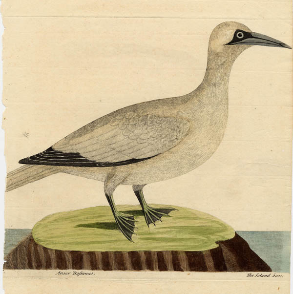 print Anser Bassanus, The Soland Goose by Eleazar & Elisabeth Albin