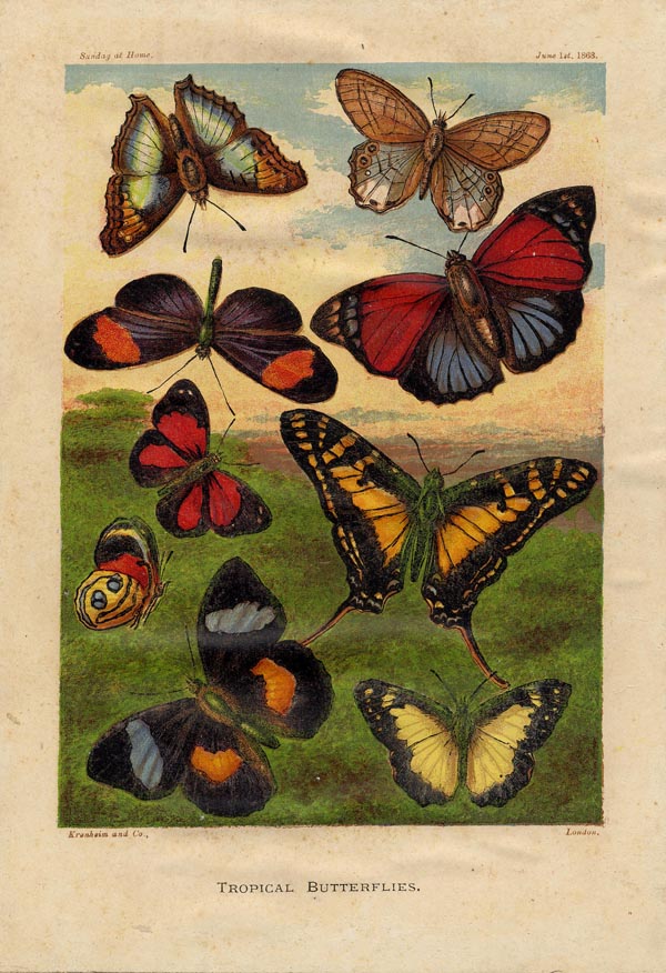 print Tropical butterflies by nn