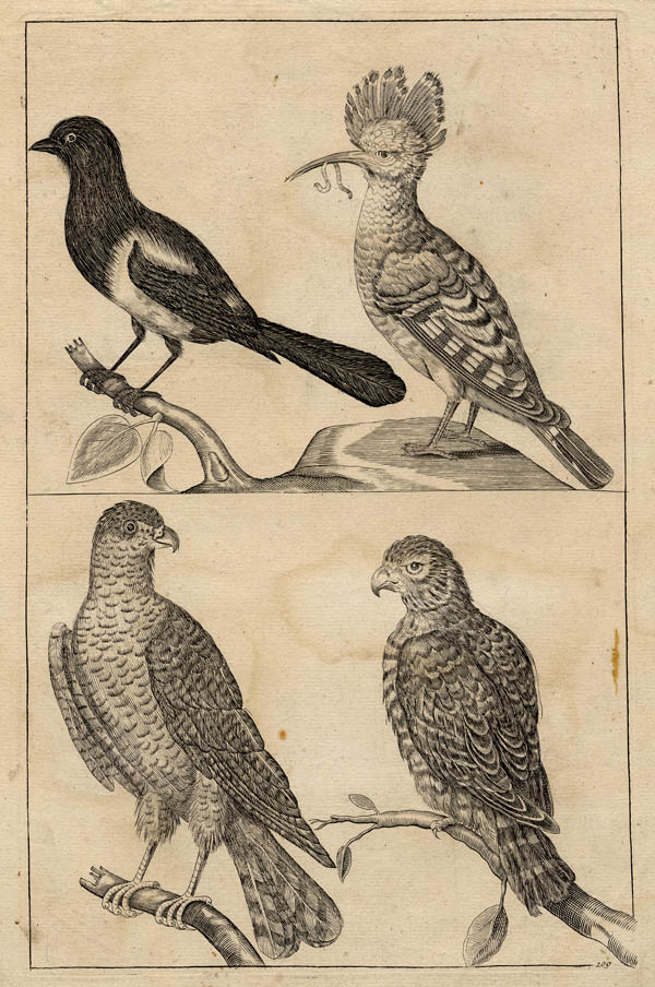 print Ekster, hop, twee roofvogels by Crispijn van de Passe de Jonge