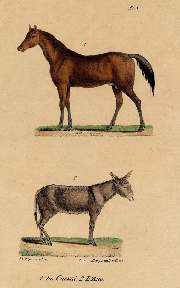 print Le cheval, l´ane (paard, ezel) by G.P. vanden Burggraaff